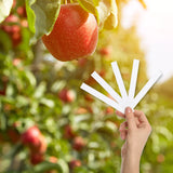Apple Orchard