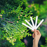Balsam & Cedar
