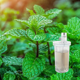 Garden Mint