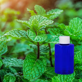 Garden Mint