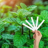 Garden Mint
