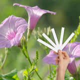 Spring Bloom