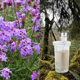 Verbena and Oakmoss