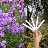 Verbena and Oakmoss