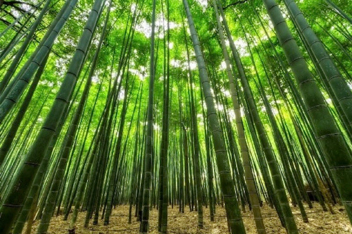 Bamboo Forest 270 ml for ScentVox
